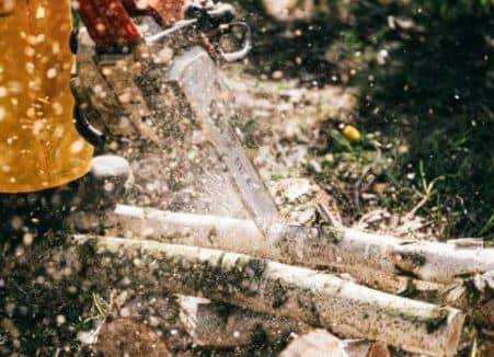 cropped stump grinding